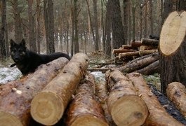 На Олевщині - кримінальна епопея з лісом
На Олевщині - кримінальна епопея з лісом