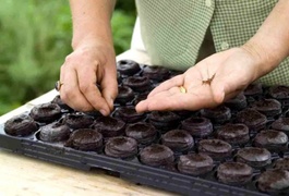 Обираємо насіння правильно
Обираємо насіння правильно