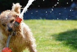 Всі на пляж: цілий тиждень в Україні домінуватиме спека
Всі на пляж: цілий тиждень в Україні домінуватиме спека