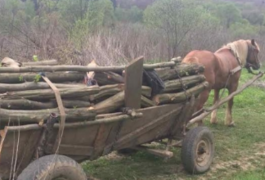 На Житомирщині чоловік незаконно рубав ліс - заплатив 12 тисяч штрафу
На Житомирщині чоловік незаконно рубав ліс - заплатив 12 тисяч штрафу